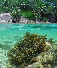 Small fish playing on coral. Paradise kindergarten