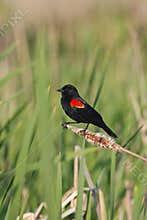 Red winged blackbird in marsh