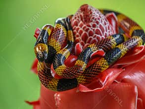 Costa Rican coral snake common snake distributed from the east and southeastern Caribbean in Nicaragua to Caribbean in Panama.
