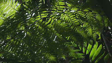 Tropical rainforest lush foliage green nature background, tropic tree fern leaves with shadow swaying in wind on forest plants