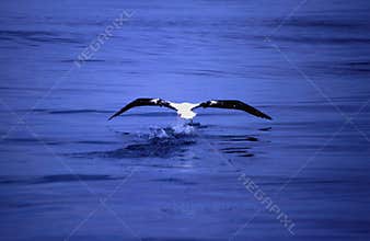 Albatross fishing from the sea