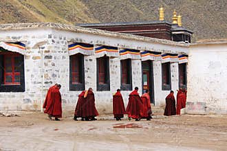 Lama in the monastery