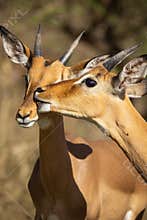 Young impala rams grooming each other