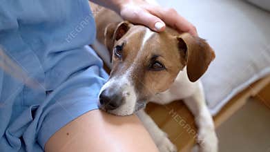 dog laid its head on the lap of its owner, a girl in blue clothes.