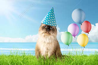 Happy birthday cat