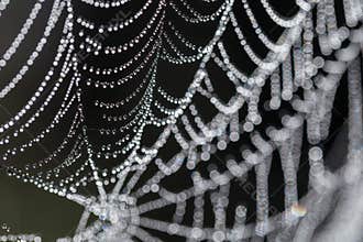 Dew drops on web threads - natural abstraction, backgrounds, textures.