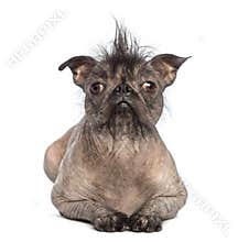 Front view of a Hairless Mixed-breed dog, mix between a French bulldog and a Chinese crested dog, lying and looking at the camera