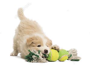 Border Collie puppy, 6 weeks old, playing with a dog toy