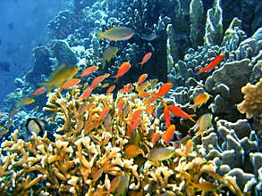 Coral reef fish