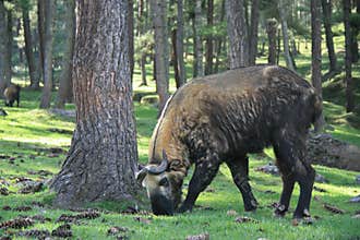 takin - thimphu - bhutan