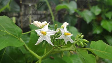 The Solanum Torvum or Takokak
