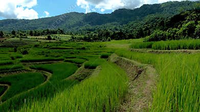 Terraced Rice Field in Chiangmai, Thailand