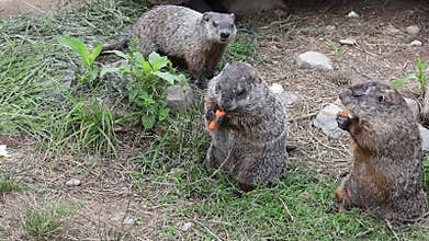 Young groundhogs standing up eating carrots on a summer afternoon