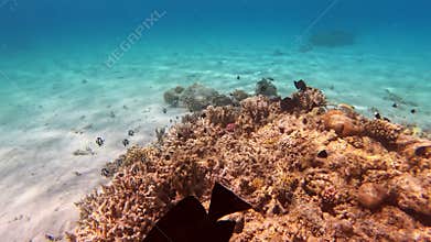 Tropical underwater sea fishes on coral, Marsa Alam Egypt