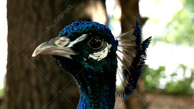 Peacock twirls its head
