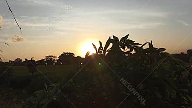 Sunset view behind the tree and leaves of cassava silhouette.
