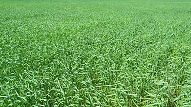 Wind gusts movement in a meadow. Tall green grass with strong wind. Wide shot.