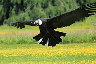 Andean condor