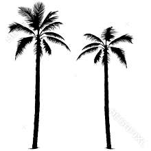 Palm tree silhouette 1
