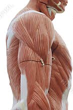 Trunk muscle model