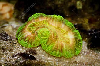 Neon Green Trachyphyllia Brain Coral in reef aquarium