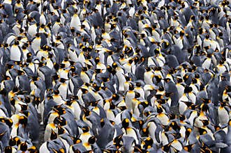 King Penguin