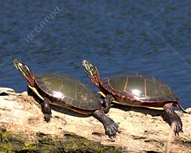 Eastern Painted Turtle (Chryse
