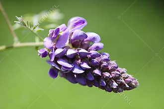 American Wisteria Purple Blossom - Wisteria frutescens