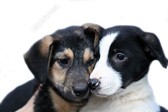 Two sad dogs