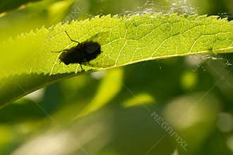 Detailed view of an insect resting on a vibrant green leaf during a sunny day in spring