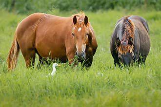 Two horses graze lush grass in a paddock and are accompanied by a cattle egret.