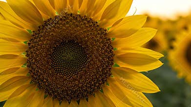 Golden Sunflower Field Close Up at Sunset with Warm Light and Blurred Background