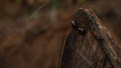 wood beetles crawling on rotten wood