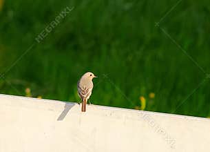 A beautiful female black redstart (Phoenicurus ochruros) resting in garden on sunny afternoon