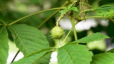 Prickly green Horse chestnut conker on park tree branch