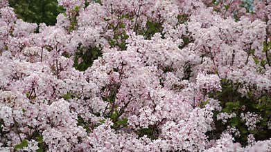 Syringa pubescens \'Bailina\' in Full Bloom Close-Up View