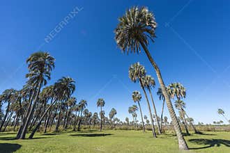 Palms on El Palmar National Park, Argentina