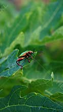 Leaf beetles are eating papaya leaves in the morning