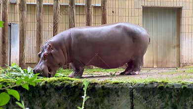 Hippopotamus eating grass in zoo. rain