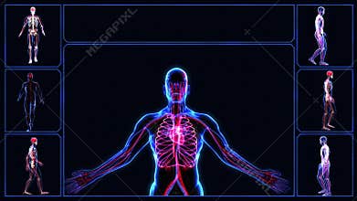 All human body systems