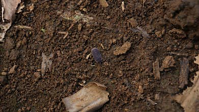 woodlice crawling on the ground