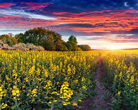 Summer landscape with a field of yellow flowers.