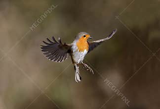Robin, Erithacus rubecula