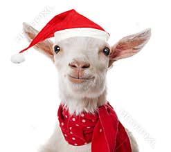 Goat with a red santa cap