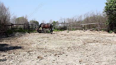 Stallion eat grass
