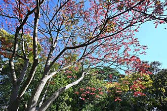 Japan wax tree autumn leaves. Anacardiaceae Dioecious deciduous tree.