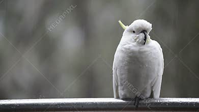 Cockatoo In Rain