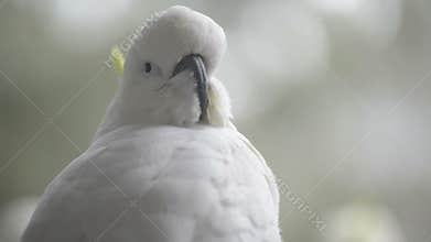 Sulphur Crested Cockatoo