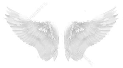 White angel wing isolated
