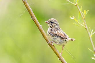Juvenile Song Sparrow Perched On Willow